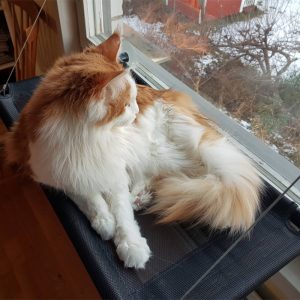 Fönsterbädd för katt med sugproppar